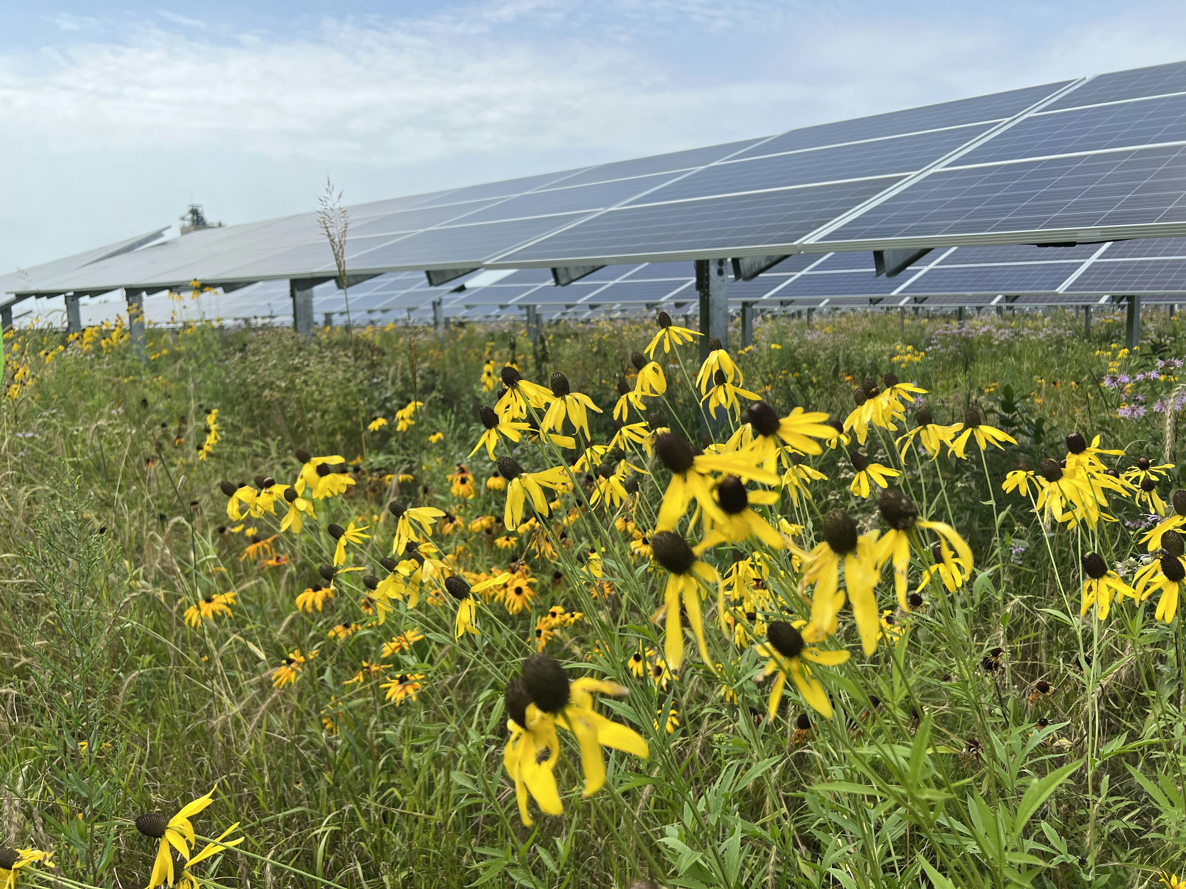 Solar and Agriculture Integration. Sampling 30 Agrovoltaic Sites with NREL