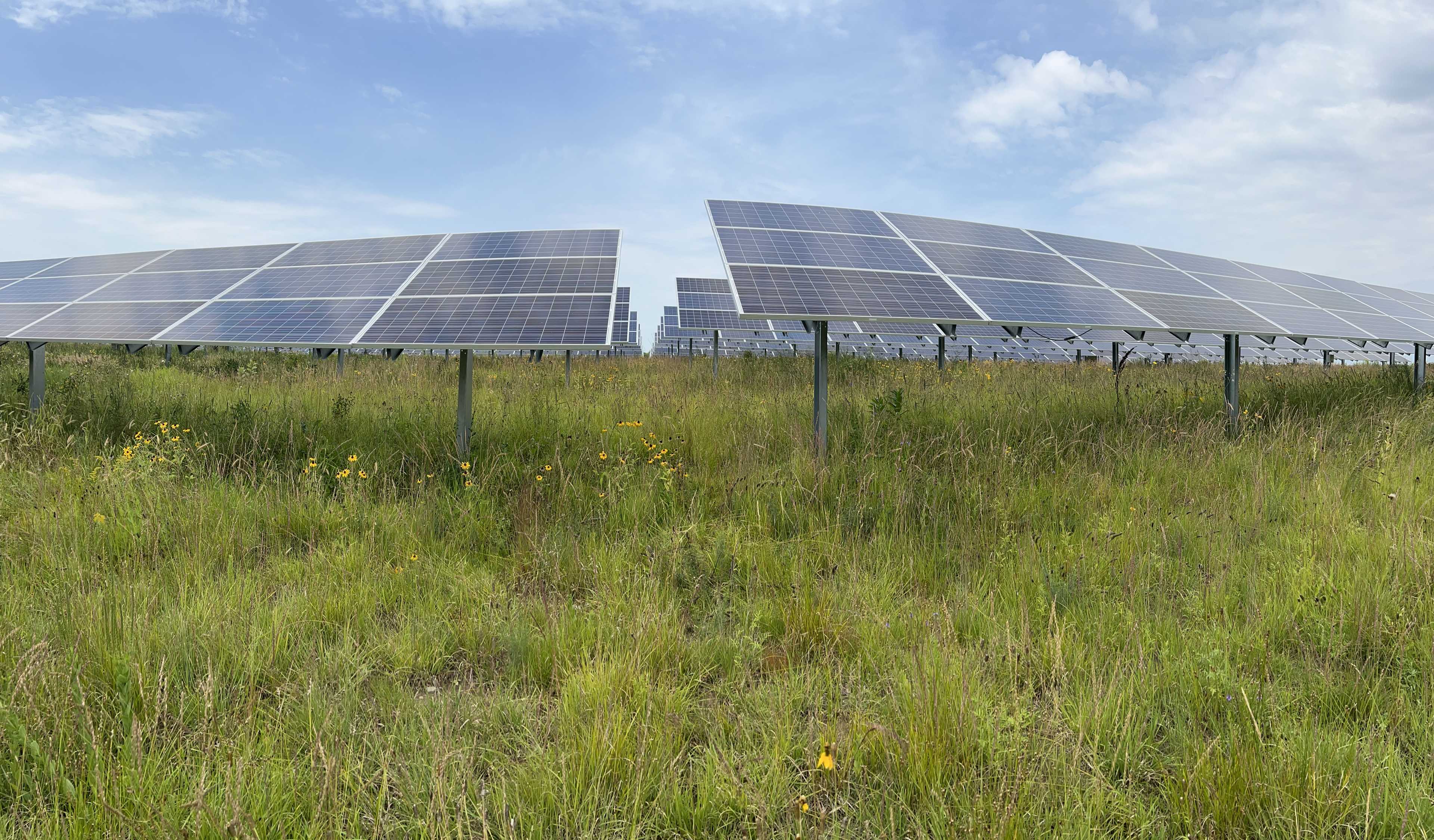 TSIP partnerships to generate ecological insights in solar facilities